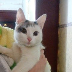 Подробнее об объявлении «Найдена кошка Курган» Фото: найдена кошка  «Найдена кошка Курган» в г. Курган