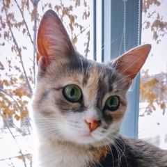 Подробнее об объявлении «Казань Найдена кошка» Фото: найдена кошка  «Казань Найдена кошка» в г. Казань