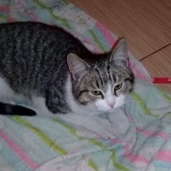 Подробнее об объявлении «Подольск Найден котик ищет свой дом» Фото: найдена кошка  «Подольск Найден котик ищет свой дом» в г. Подольск