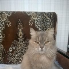 Подробнее об объявлении «Найден кот Нижний Новгород» Фото: найдена кошка  «Найден кот Нижний Новгород» в г. Нижний Новгород