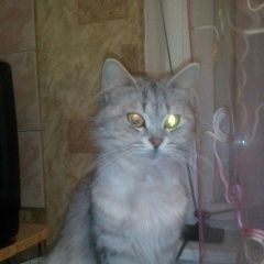 Подробнее об объявлении «Найдена кошка Кострома» Фото: найдена кошка  «Найдена кошка Кострома» в г. Кострома