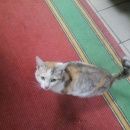 Подробнее об объявлении «Найдена кошка Зеленоград» Фото: найдена кошка  «Найдена кошка Зеленоград» в г. Зеленоград