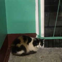 Подробнее об объявлении «Жуковский Найдена кошка, молодежная» Фото: найдена кошка  «Жуковский Найдена кошка, молодежная» в г. Жуковский