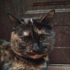 Подробнее об объявлении «Москва Найдена кошка потеряшка шанель» Фото: найдена кошка Сибирская «Москва Найдена кошка потеряшка шанель» в г. Москва