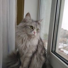 Подробнее об объявлении «Киев Найдена кошка. героев днепра» Фото: найдена кошка  «Киев Найдена кошка. героев днепра» в г. Киев