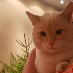 Подробнее об объявлении «Петрозаводск Найден кот» Фото: найдена кошка  «Петрозаводск Найден кот» в г. Петрозаводск