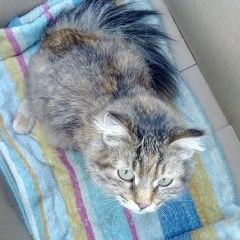 Подробнее об объявлении «Найдена кошка Курган» Фото: найдена кошка  «Найдена кошка Курган» в г. Курган