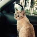 Подробнее об объявлении «Найдена кошка она чуть косит глаза в кучку Лыткарино» Фото: найдена кошка  «Найдена кошка она чуть косит глаза в кучку...» в г. Лыткарино