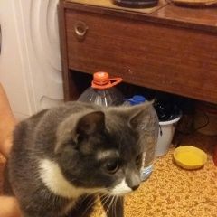 Подробнее об объявлении «Москва Найден кот серо-белый кот» Фото: найдена кошка  «Москва Найден кот серо-белый кот» в г. Москва