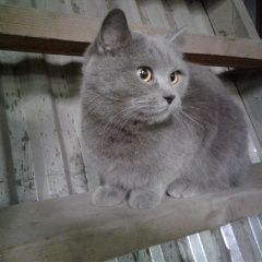Подробнее об объявлении «Москва Найдена кошка дымчатая кошка в москве» Фото: найдена кошка  «Москва Найдена кошка дымчатая кошка в москве» в г. Москва