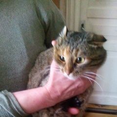 Подробнее об объявлении «Лобня Найдена кошка с красным ошейником» Фото: найдена кошка  «Лобня Найдена кошка с красным ошейником» в г. Лобня