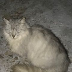Подробнее об объявлении «Найден кот снт маяк Талдом» Фото: найдена кошка Сибирская «Найден кот снт маяк Талдом» в г. Талдом