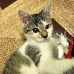 Подробнее об объявлении «Курск Найдена кошка ищет ласковый ручки славный которебенок)» Фото: найдена кошка  «Курск Найдена кошка ищет ласковый ручки славный...» в г. Курск