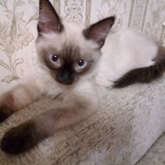 Подробнее об объявлении «Екатеринбург Найден котенок» Фото: найдена кошка Невская маскарадная «Екатеринбург Найден котенок» в г. Екатеринбург