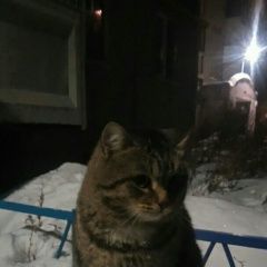 Подробнее об объявлении «Найдена кошка Курган» Фото: найдена кошка  «Найдена кошка Курган» в г. Курган