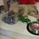 Подробнее об объявлении «Москва Найдена кошка» Фото: найдена кошка  «Москва Найдена кошка» в г. Москва