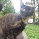 Подробнее об объявлении «Москва Найдена кошка миниатюрная трёхцветная» Фото: найдена кошка  «Москва Найдена кошка миниатюрная трёхцветная» в г. Москва