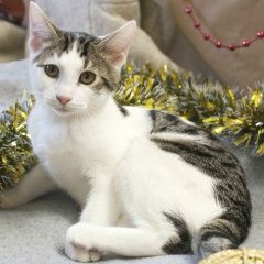 Подробнее об объявлении «Найден кот Королев» Фото: найдена кошка  «Найден кот Королев» в г. Королев