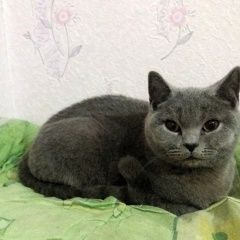 Подробнее об объявлении «Севастополь Найдена кошка британская короткошёрстная» Фото: найдена кошка Британская короткошерстная «Севастополь Найдена кошка британская...» в г. Севастополь