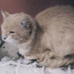 Подробнее об объявлении «Найден кот Нижний Новгород» Фото: найдена кошка  «Найден кот Нижний Новгород» в г. Нижний Новгород