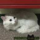 Подробнее об объявлении «Москва Найдена кошка» Фото: найдена кошка  «Москва Найдена кошка» в г. Москва