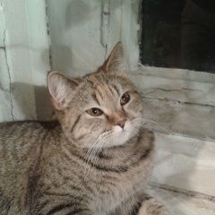 Подробнее об объявлении «Москва Найдена кошка девочка, окрас серо-коричневый» Фото: найдена кошка  «Москва Найдена кошка девочка, окрас...» в г. Москва