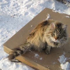 Подробнее об объявлении «Ангарск Найдена кошка» Фото: найдена кошка  «Ангарск Найдена кошка» в г. Ангарск