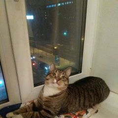 Подробнее об объявлении «Санкт-Петербург Найден кот на 16-й линии во. 07 декабря» Фото: найдена кошка Европейская короткошерстная «Санкт-Петербург Найден кот на 16-й линии во. 07...» в г. Санкт-Петербург