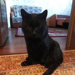 Подробнее об объявлении «Найден кот Серпухов» Фото: найдена кошка  «Найден кот Серпухов» в г. Серпухов