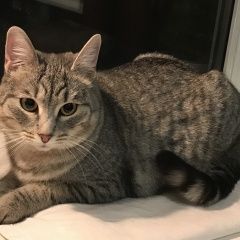 Подробнее об объявлении «Одинцово Найдена кошка» Фото: найдена кошка  «Одинцово Найдена кошка» в г. Одинцово