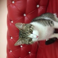 Подробнее об объявлении «Ульяновск Найден кот новый город, ий 10» Фото: найдена кошка  «Ульяновск Найден кот новый город, ий 10» в г. Ульяновск