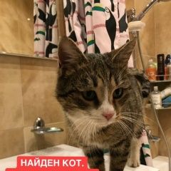 Подробнее об объявлении «Москва Найден кот. /пресня» Фото: найдена кошка  «Москва Найден кот. /пресня» в г. Москва