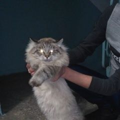 Подробнее об объявлении «Найдена кошка Тамбов» Фото: найдена кошка  «Найдена кошка Тамбов» в г. Тамбов