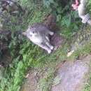 Подробнее об объявлении «Москва Найден кот» Фото: найдена кошка  «Москва Найден кот» в г. Москва