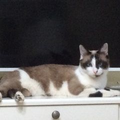 Подробнее об объявлении «Москва Найден кот кастрированный домашний молодой» Фото: найдена кошка Сноу-шу «Москва Найден кот кастрированный домашний молодой» в г. Москва