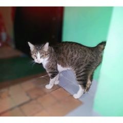 Подробнее об объявлении «Москва Найден кот домашний кот» Фото: найдена кошка  «Москва Найден кот домашний кот» в г. Москва