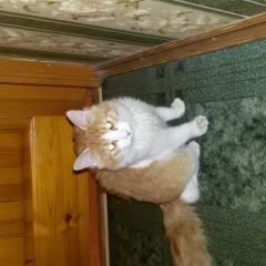 Подробнее об объявлении «Найден кот Мытищи» Фото: найдена кошка  «Найден кот Мытищи» в г. Мытищи