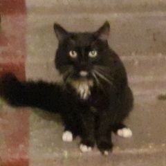 Подробнее об объявлении «Найдена кошка Пушкино» Фото: найдена кошка  «Найдена кошка Пушкино» в г. Пушкино
