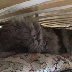 Подробнее об объявлении «Москва Найдена кошка ласковая домашняя кошечка» Фото: найдена кошка  «Москва Найдена кошка ласковая домашняя кошечка» в г. Москва