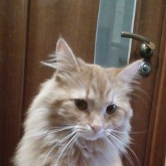 Подробнее об объявлении «Найден котик Зеленоград» Фото: найдена кошка  «Найден котик Зеленоград» в г. Зеленоград