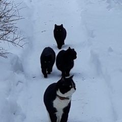 Подробнее об объявлении «Найдена кошка д.сергейково черно-белый кот в ошейнике Дмитров» Фото: найдена кошка  «Найдена кошка д.сергейково черно-белый кот в...» в г. Дмитров