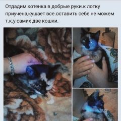 Подробнее об объявлении «Найдена кошка Курган» Фото: найдена кошка  «Найдена кошка Курган» в г. Курган