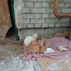 Подробнее об объявлении «Найдена кошка Курган» Фото: найдена кошка  «Найдена кошка Курган» в г. Курган
