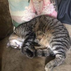 Подробнее об объявлении «Москва Найдена кошка» Фото: найдена кошка  «Москва Найдена кошка» в г. Москва