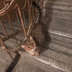 Подробнее об объявлении «Найдена кошка Курган» Фото: найдена кошка  «Найдена кошка Курган» в г. Курган