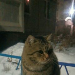Подробнее об объявлении «Найдена кошка Курган» Фото: найдена кошка  «Найдена кошка Курган» в г. Курган