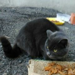 Подробнее об объявлении «Найдена кошка Курган» Фото: найдена кошка  «Найдена кошка Курган» в г. Курган