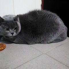 Подробнее об объявлении «Москва Найдена кошка район ул.новаторов.» Фото: найдена кошка  «Москва Найдена кошка район ул.новаторов.» в г. Москва