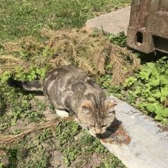 Подробнее об объявлении «Москва Найден кот» Фото: найдена кошка Британская короткошерстная «Москва Найден кот» в г. Москва