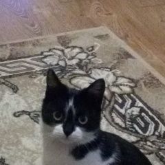 Подробнее об объявлении «Ставрополь Найдена кошка» Фото: найдена кошка  «Ставрополь Найдена кошка» в г. Ставрополь